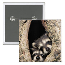 Baby raccoons in tree cavity Procyon Pin