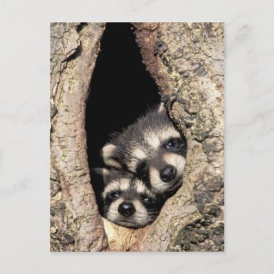 Baby raccoons in tree cavity Procyon Post Cards