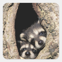 Baby raccoons in tree cavity Procyon Square Stickers