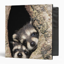 Baby raccoons in tree cavity Procyon Vinyl Binder