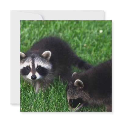 Baby Raccoons  Invitations by WildlifeAnimals