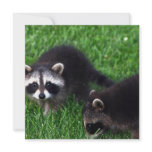 Baby Raccoons  Invitations