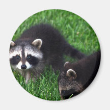 Baby Raccoons Magnet