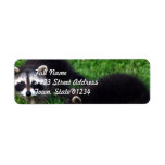 Baby Raccoons Mailing Labels