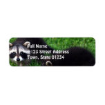 Baby Raccoons  Mailing Labels