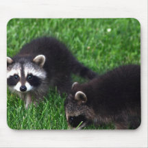 Baby Raccoons Mouse Pad