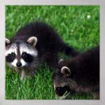 Baby Raccoons  Poster