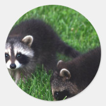 Baby Raccoons Stickers