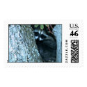 baby racoons in tree_002.jpg postage