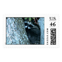 baby racoons in tree_002.jpg postage