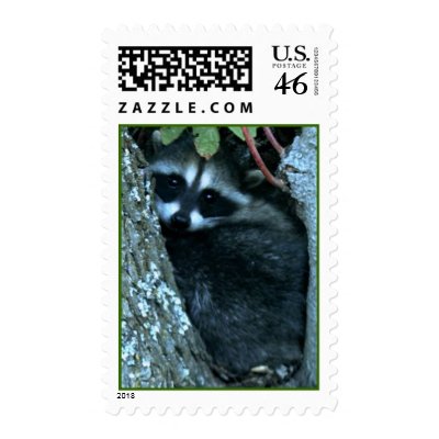 baby racoons in tree_002 postage stamp by dspokely