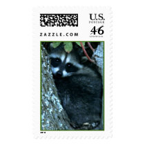 baby racoons in tree_002 postage
