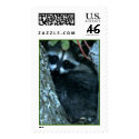 baby racoons in tree_002 postage