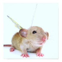 Baby Rat Butterfly posters