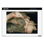 mindgoop, acer, chrome book, rats, pet rats, baby