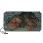 Samsung Laptop sale | doodle speaker, baby rats, rats, pet rats, fancy doodle speaker, baby rats, rats, pet rats, fancy