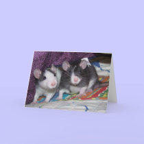 Baby Rats ~Card