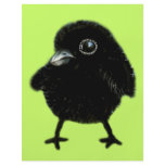 Baby raven full color flyer
