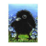 Baby raven post cards
