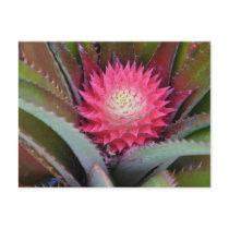 Baby Red Pineapple Postcard by dlgray Baby Red Pineapple Postcard