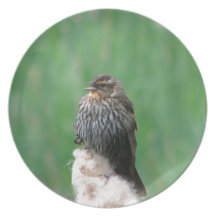 Baby Redwing Blackbird Plate