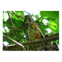 Baby Robin ~ ATC Business Cards