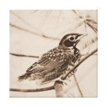 Baby Robin Canvas Wrap 12x12 canvas prints