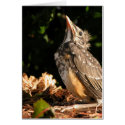 Baby Robin cards by KiraDott Baby Robin cards