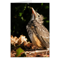 Baby Robin karten by KiraDott Baby Robin karten