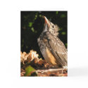 Baby Robin cards by KiraDott Baby Robin cards