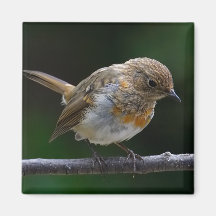 Baby Robin Magnet