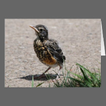 Baby Robin on the lookout cards