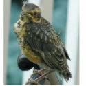 Baby Robin photo sculptures by AngelasFocusedOnYou Baby Robin photo sculptures