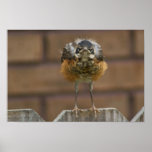 Baby Robin Poster