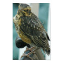 Baby Robin Print by AngelasFocusedOnYou Baby Robin Print