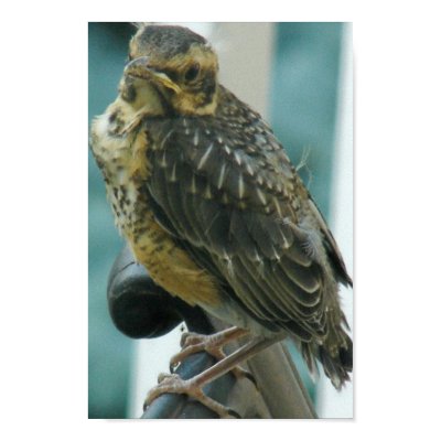 Baby Robin Print by AngelasFocusedOnYou