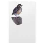 baby robin stationery paper