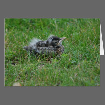 Baby Robin taking a little rest. cards