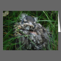 Baby Robin's First Spring cards
