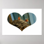 Baby Robins Heart Poster
