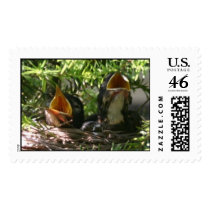 Baby Robins postage