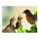Baby Robins Postcard