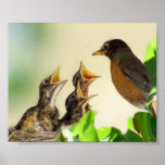 Baby Robins Poster