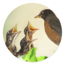 Baby Robins stickers