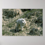 Baby Rocky Mountain Goat Print