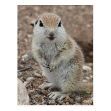 Baby Round-tailed Ground Squirrel Post Card