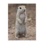 Baby Round-tailed Ground Squirrel Postcard