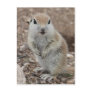 Baby Round-tailed Ground Squirrel Post Card