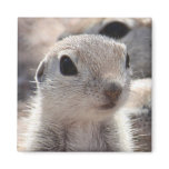 Baby Round-tailed Squirrel Magnet