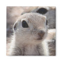 Baby Roundtail Squirrel Magnet by poozybear Baby Roundtail Squirrel Magnet